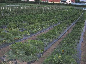 Zucchini Anf July