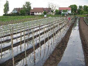 Tomatenpfaehle stecken