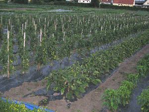 Tomaten Mitte July