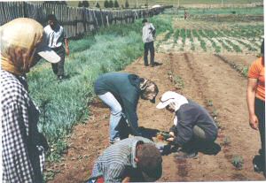 Auspflanzen Tomaten AgroPark