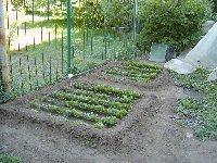 Pflanzen wachsen