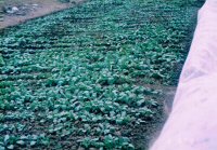 Feld im Agropark 2