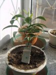 Encacria im Wasserlabor