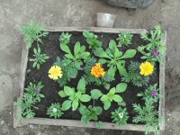 Blumenkiste