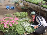 Blumen sortieren