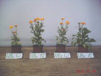 SubstratAufdgg undfFlüssig Calendula