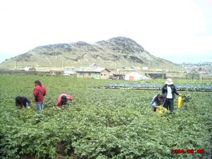 Kartoffeln Querernte Zaisan 2004