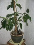 Ficus