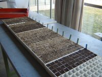 Fertig befüllte Anzuchtplatten