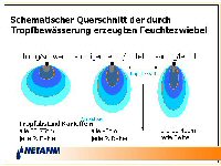 Feuchtezwiebel