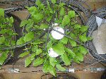 Spinat 2007 04 20
