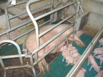 Muenchschweinestall